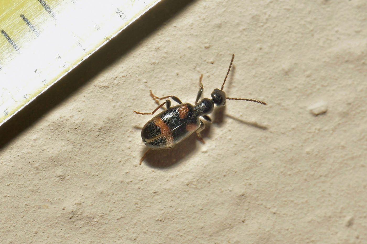 Anthicidae: Anthicus laeviceps? S